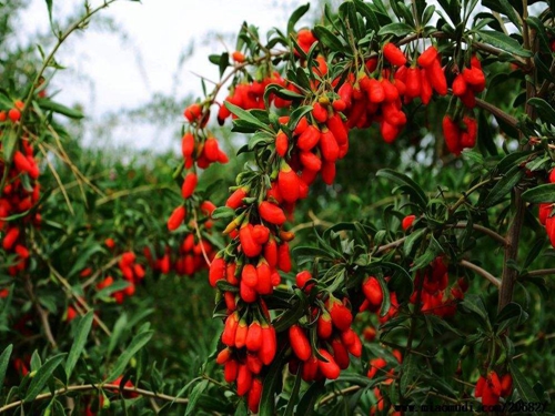 张家港纯净水灌装机厂家 张家港纯净水灌装机厂家